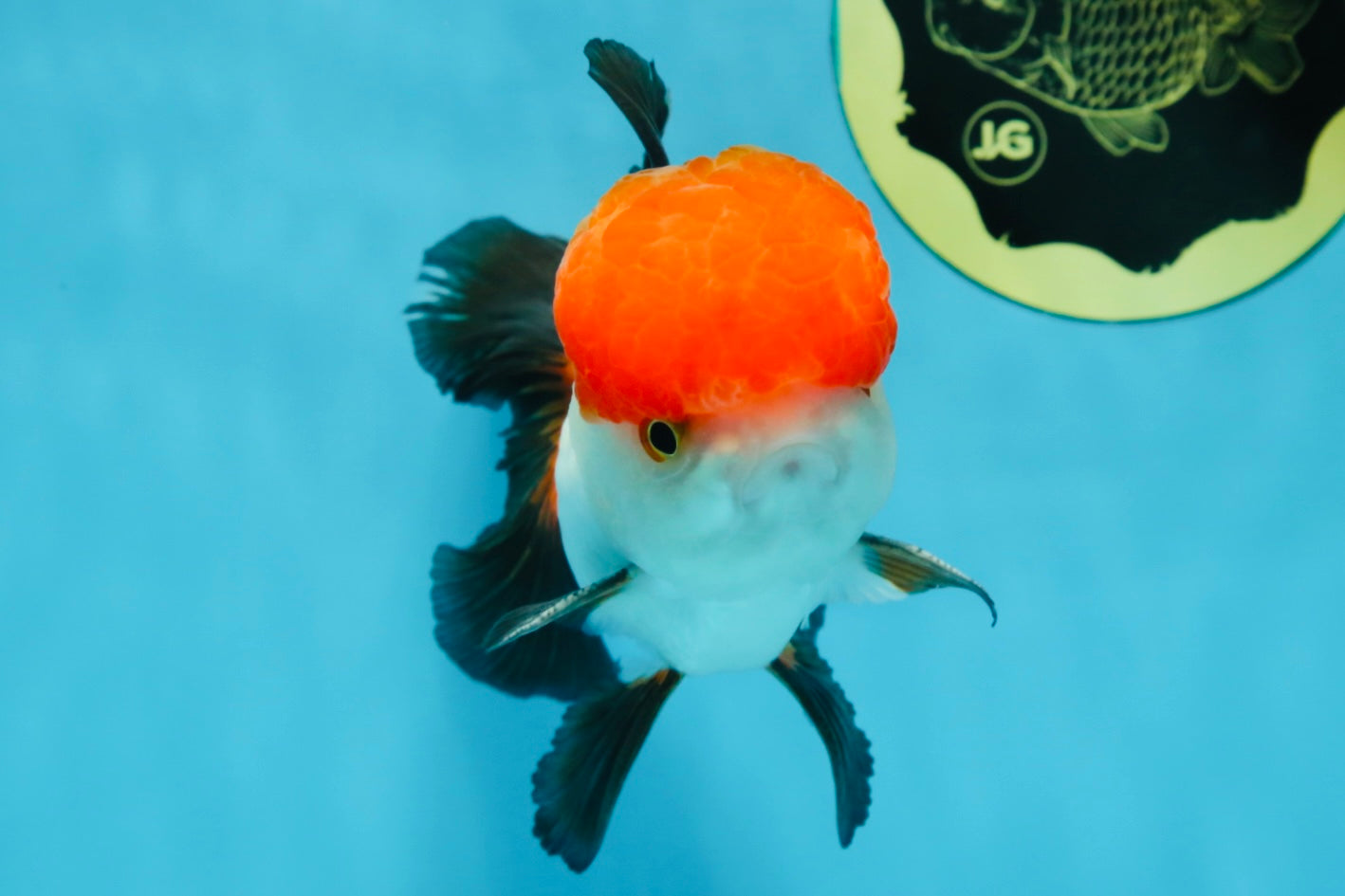 A Grade Tricolor Oranda Male 4.5 inches #060625OR_25
