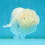 A Grade Nugget White Sakura LionQueen 4 inches #010325LC_19