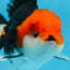 A Grade CHAPLIN Tricolor Oranda Male 5-5.5 inches #082925OR_07