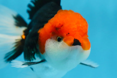 A Grade CHAPLIN Tricolor Oranda Male 5-5.5 inches #082925OR_07