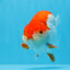 AAA Grade Red White Strong Body Structure Ranchu Male 4.5-5 inches #0712RC_05