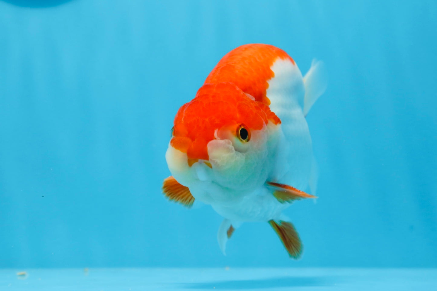 AAA Grade Red White Strong Body Structure Ranchu Male 4.5-5 inches #0712RC_05