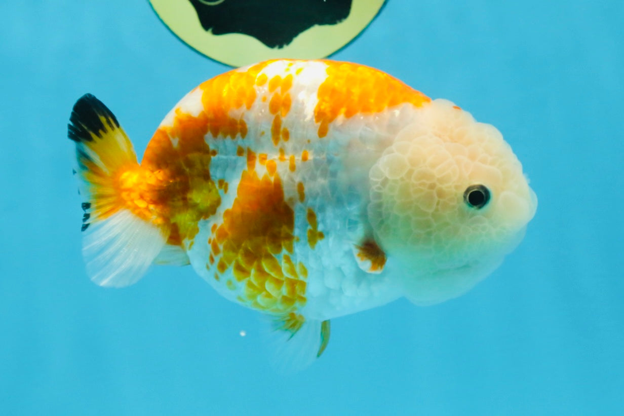 CHUBBY AAA Grade Kohaku Sakura LionQueen 4.5 inches #112825LC_01