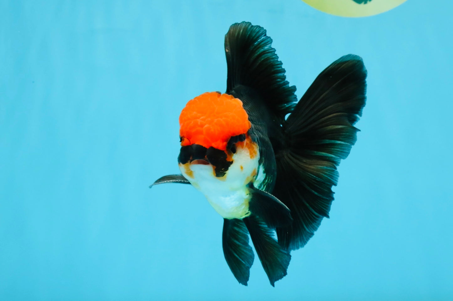 MUSTACHE A Grade Tricolor Oranda Male 5-5.5 inches #032726OR_11