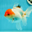 Red White Oranda Female 5 inches #110824OR_05