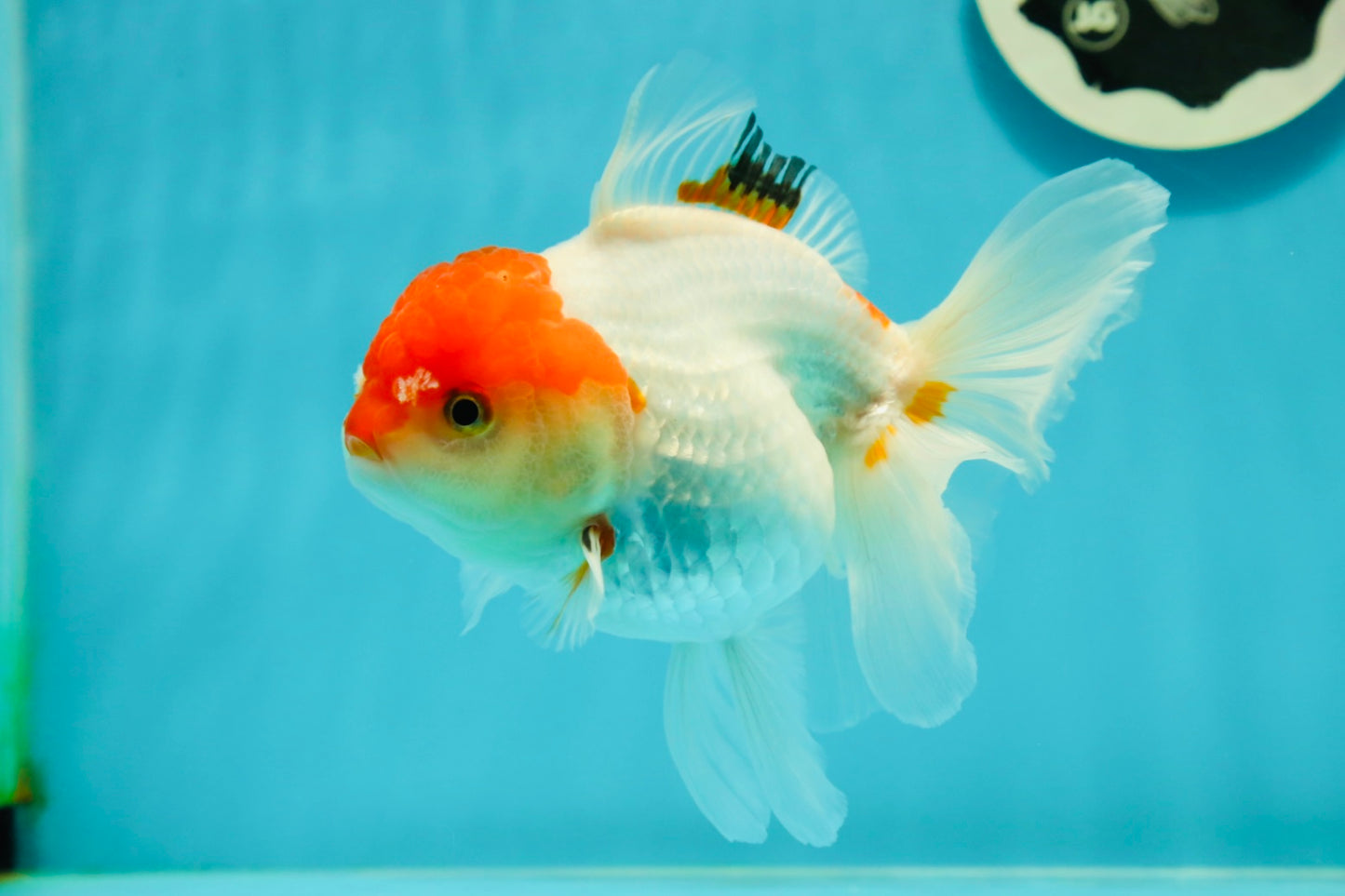 Red White Oranda Female 5 inches #110824OR_05