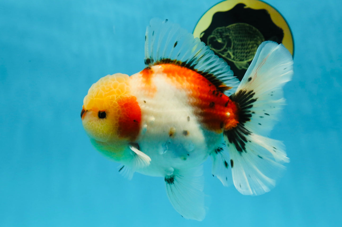 AAA BULL DOG Grade Godzilla Calico Sakura Button Eyes Oranda Male 5.5 inches #051625OR_19