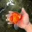 A Grade Jade Head Red White Oranda Male 5-5.5 inches #062626OR_25