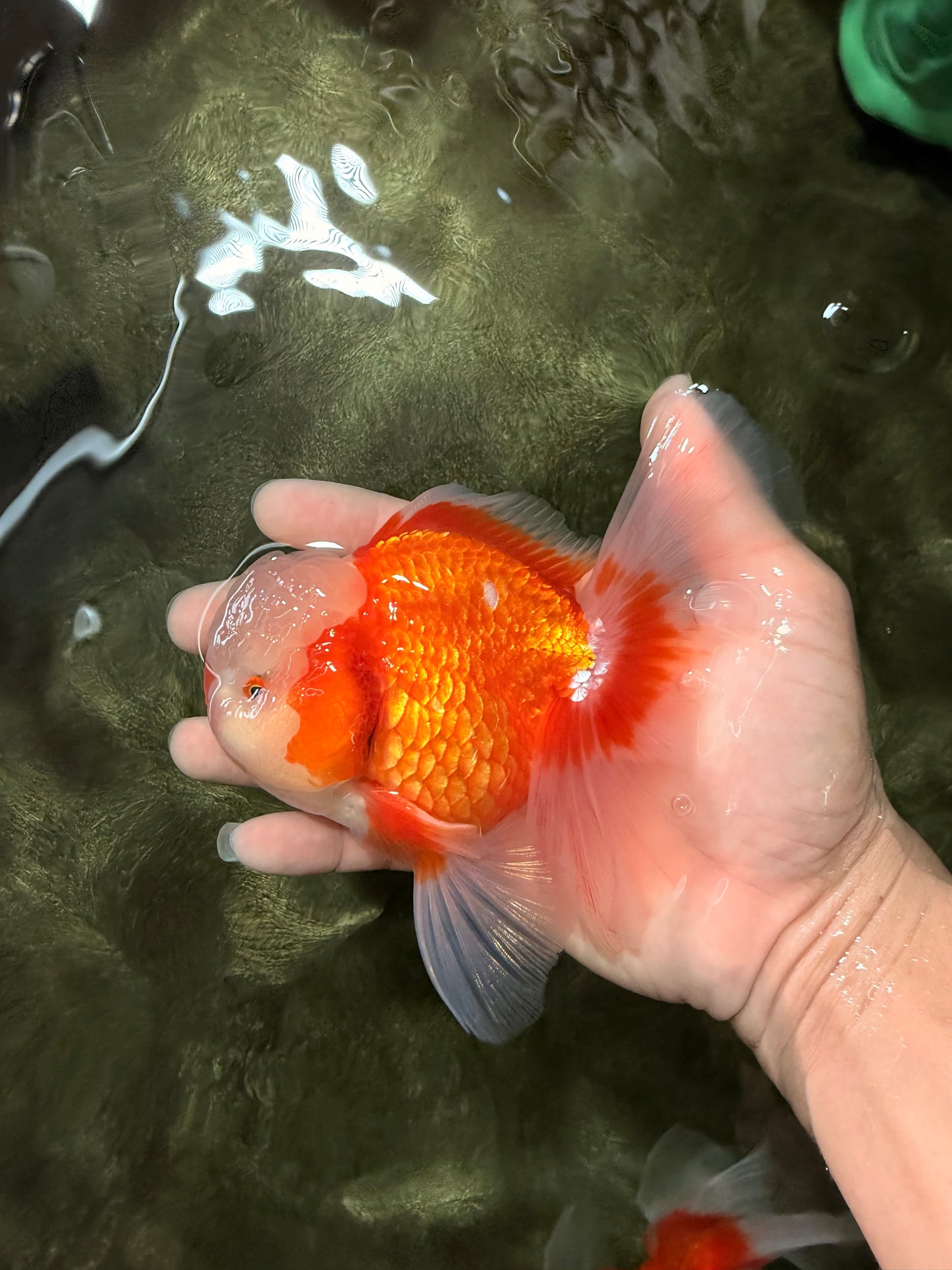 A Grade Jade Head Red White Oranda Male 5-5.5 inches #062626OR_25