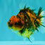 A Grade Tiger Yuanbao Male 4.5 inches #101626YB_34