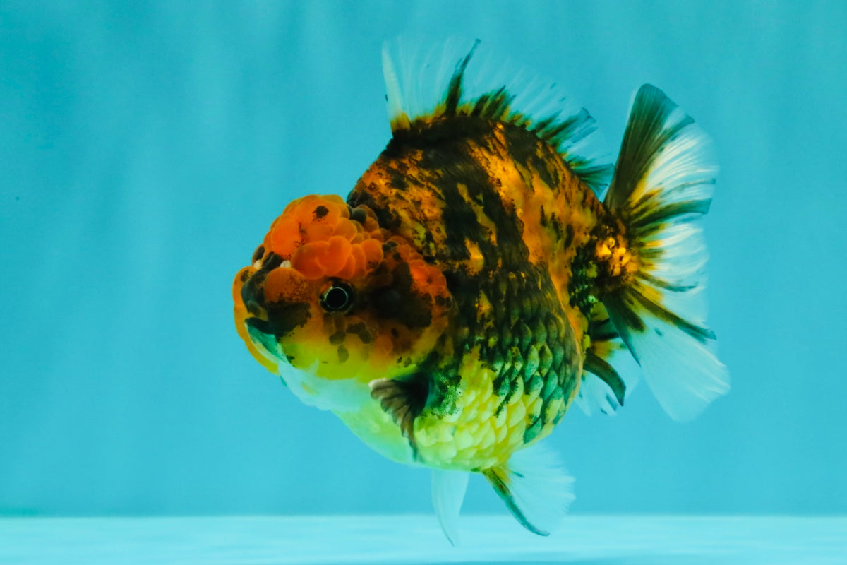 A Grade Tiger Yuanbao Male 4.5 inches #101626YB_34