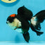 Tricolor Oranda Female 4.5 inches #121324OR_17