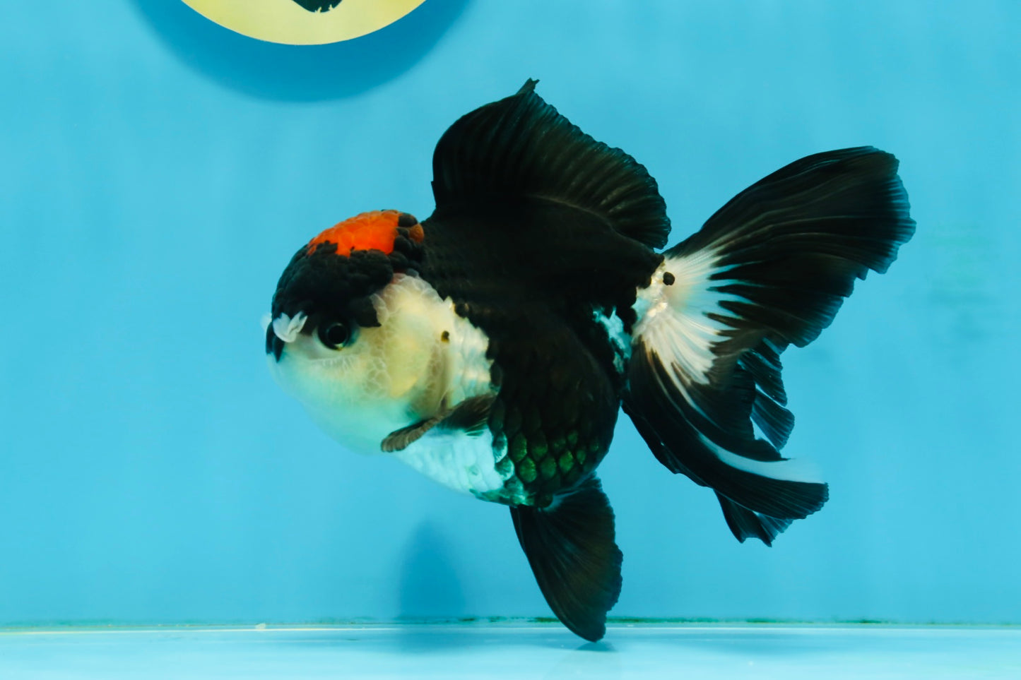 Tricolor Oranda Female 4.5 inches #121324OR_17