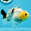 A Grade Lemonhead Button Eyes Yuanbao Male 4.5 inches #0913YB_25