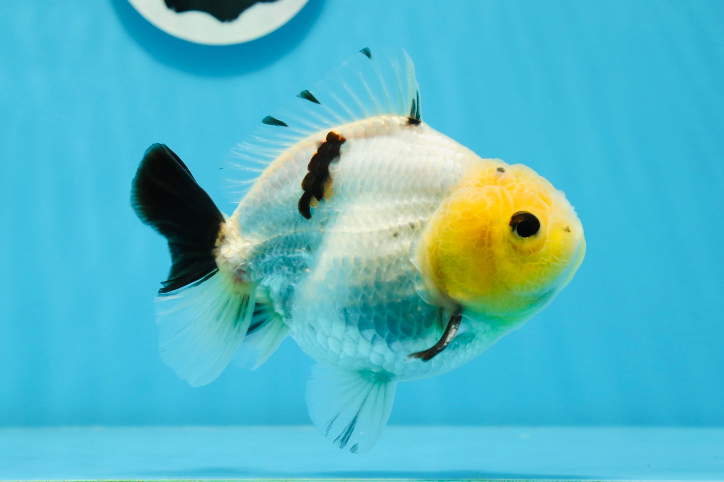 A Grade Lemonhead Button Eyes Yuanbao Male 4.5 inches #0913YB_25