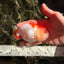 SUPER CUTE A Grade Red White LionQueen 4-4.5 inches #050826LC_14