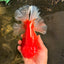 ANGER AAA Grade Broadtail Red White Oranda Male 7 inches #071026OR_05