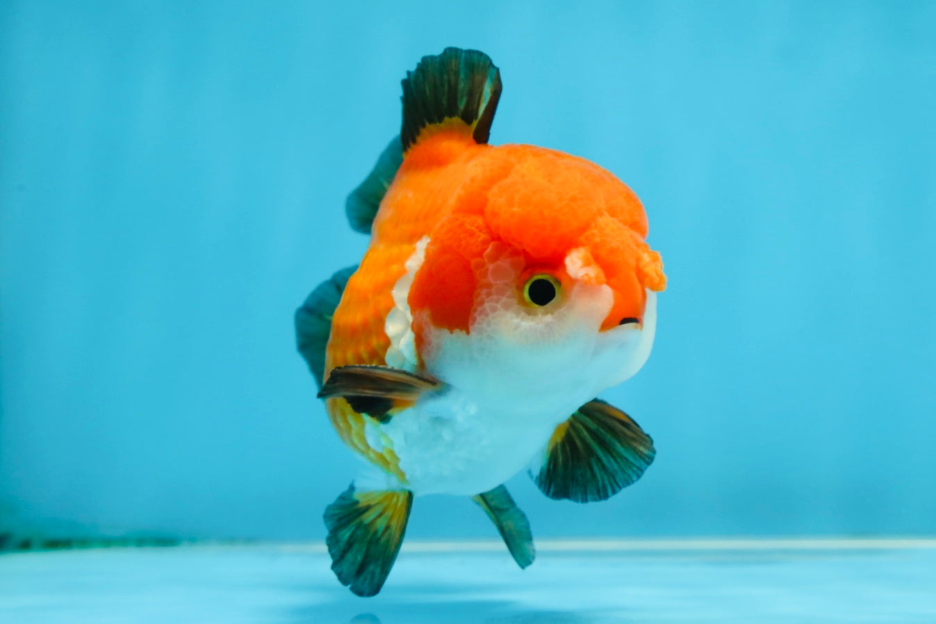 SUPER CUTE Tricolor Yuanbao Male 4.5 inches #071125YB_18