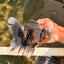 CHONKY A Grade Kirin Oranda Male 6.5-7 inches #071026OR_34