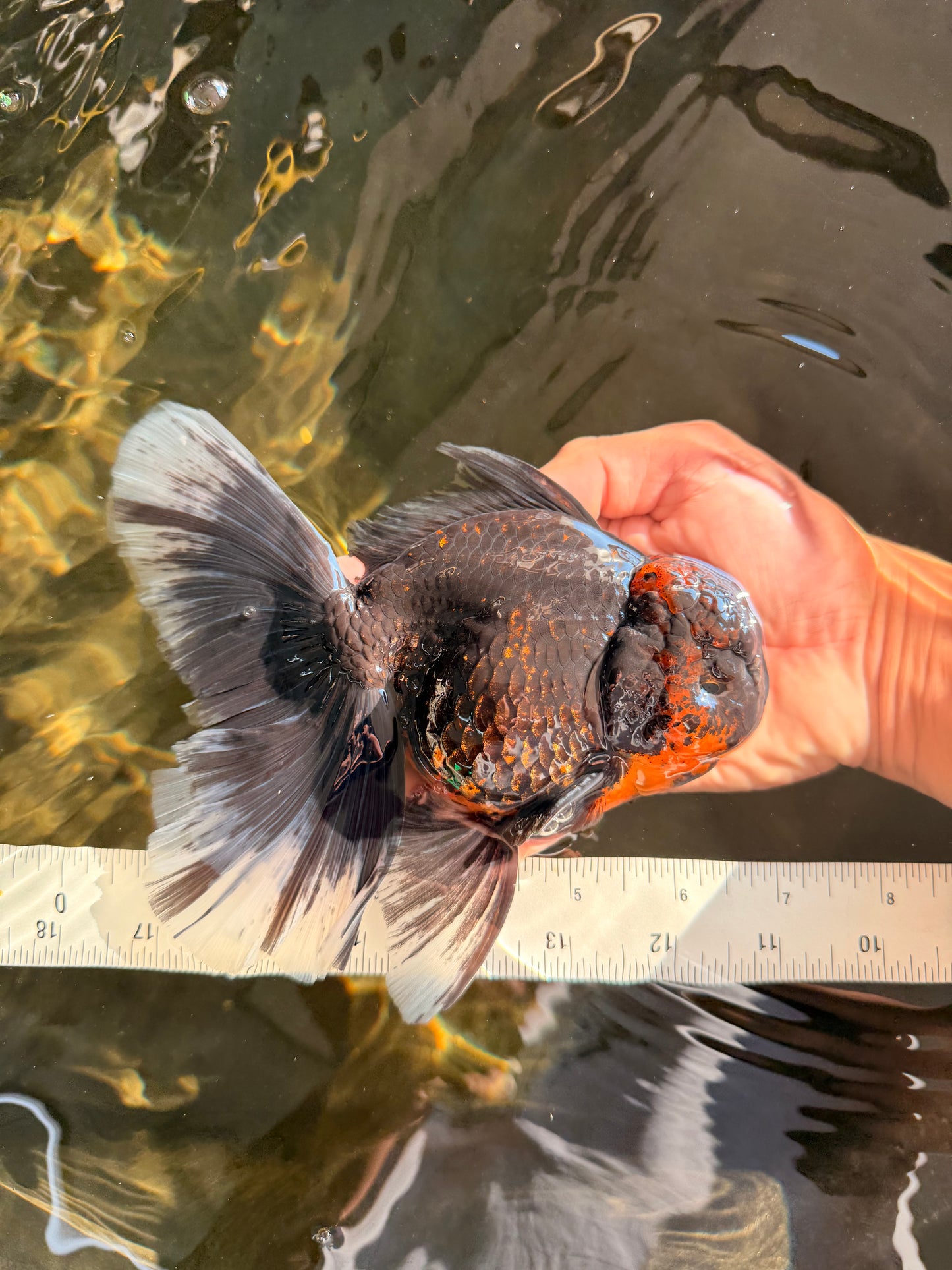 CHONKY A Grade Kirin Oranda Male 6.5-7 inches #071026OR_34