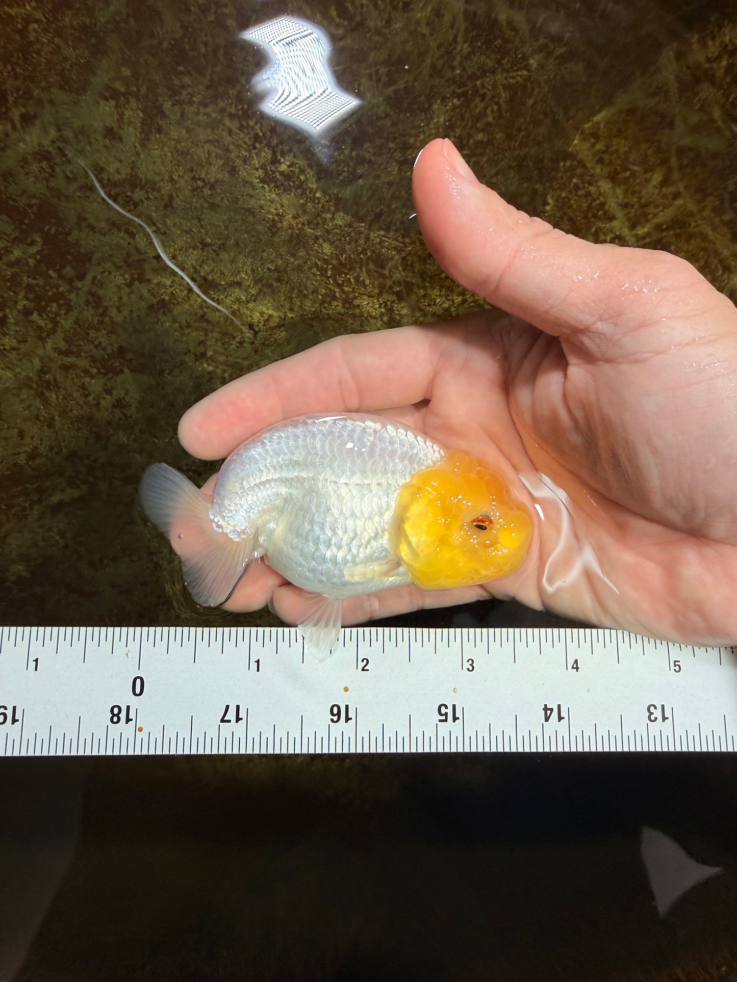 White Lionchu Female 3.5 inches #121225LC_13