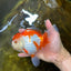 A Grade SUPER CUTE Red White Oranda Female 6 inches #082925OR_10