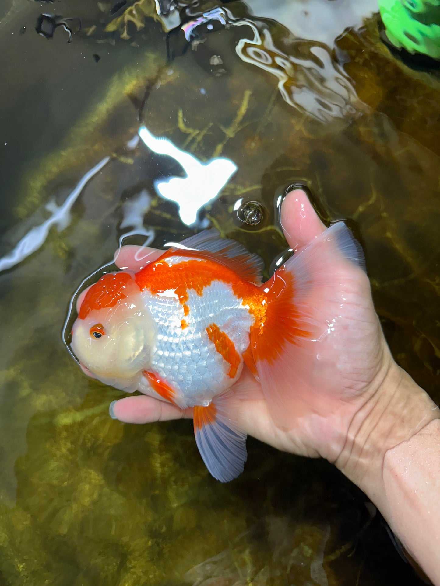 A Grade SUPER CUTE Red White Oranda Female 6 inches #082925OR_10