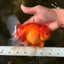 A Grade Red White Oranda Male 5.5-6 inches #091826OR_03