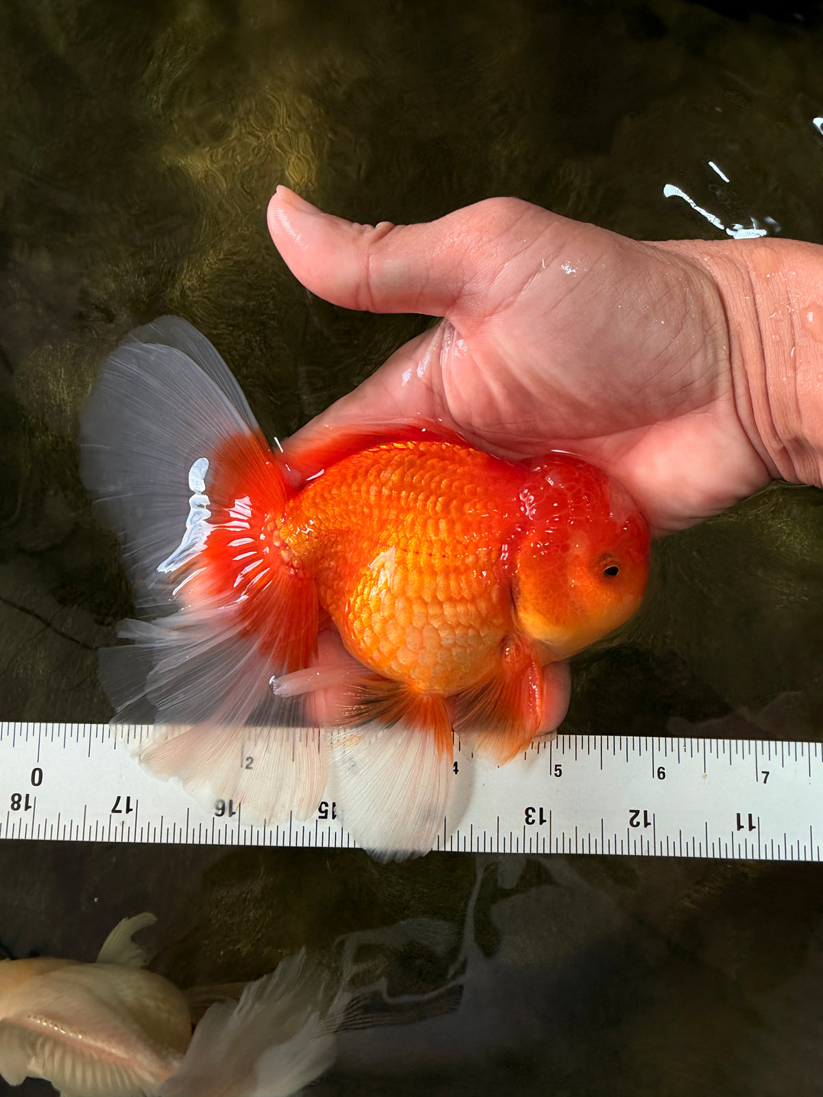 A Grade Red White Oranda Male 5.5-6 inches #091826OR_03
