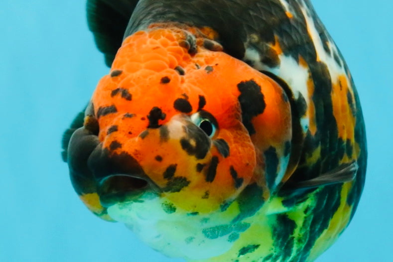 A Grade Jumbo Red Head Calico Chinese Ranchu Female 6.5-7 inches #022726RC_19