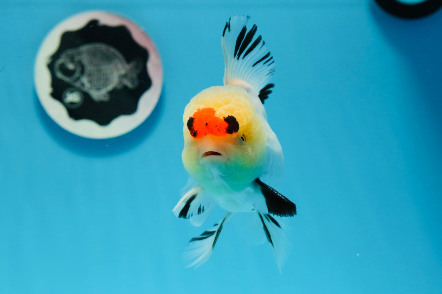 AAA Grade Tricolor Oranda Male 4.5-5 inches #0830OR_18