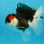 AAA Grade Tricolor  Button Eyes Oranda Male 4.5-5 inches #053025OR_21
