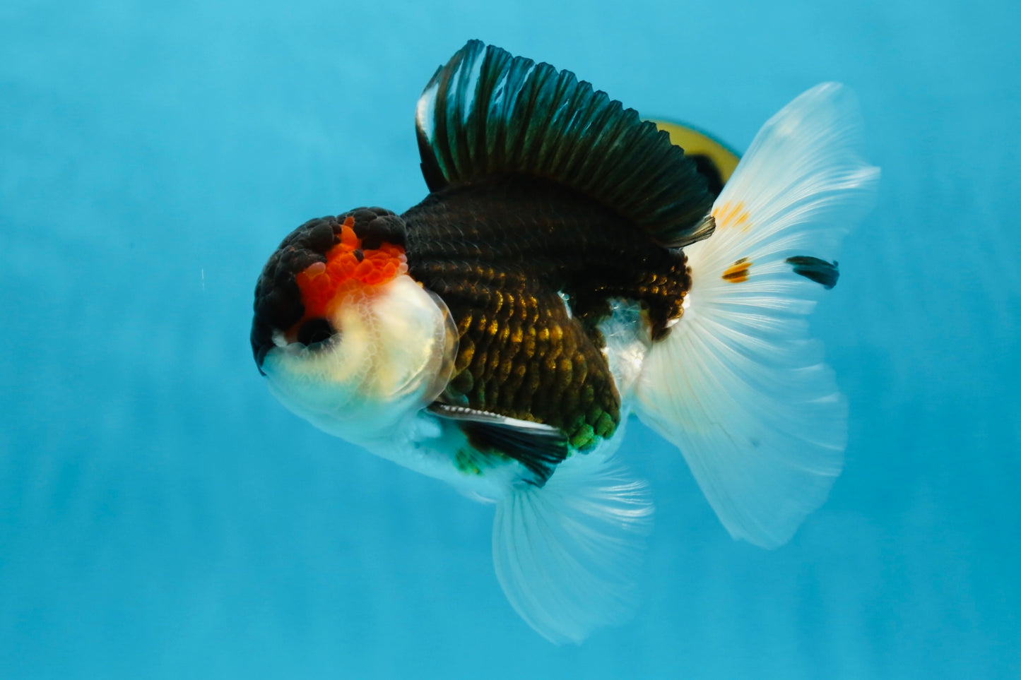 AAA Grade Tricolor  Button Eyes Oranda Male 4.5-5 inches #053025OR_21