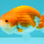 A Grade Red White LionQueen 4-4.5 inches #081426LC_18
