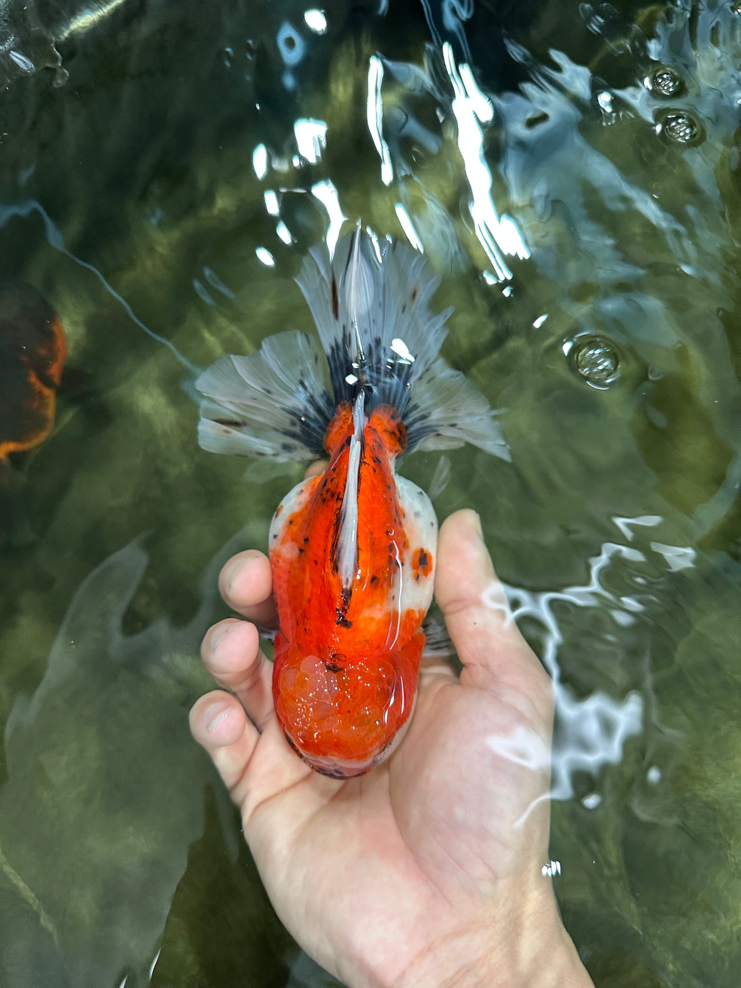 A Grade Sakura Oranda Female 6 inches #060625OR_29