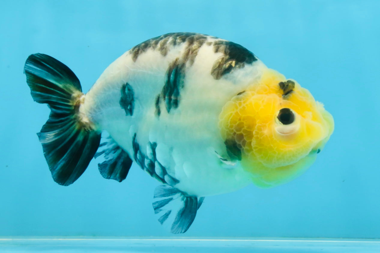 A Grade Milk Cow Ranchu Female 5 inches #101025RC_12