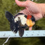 BATMAN AAA Grade Tricolor Oranda Male 5.5 inches #022026OR_09