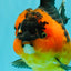 CHUBBY AAA Grade Apache Oranda Female 6-6.5 inches #082126OR_11