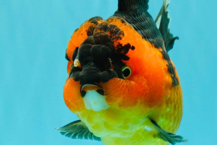 CHUBBY AAA Grade Apache Oranda Female 6-6.5 inches #082126OR_11