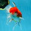 A Grade Sakura Oranda Female 5.5  inches #071125OR_09