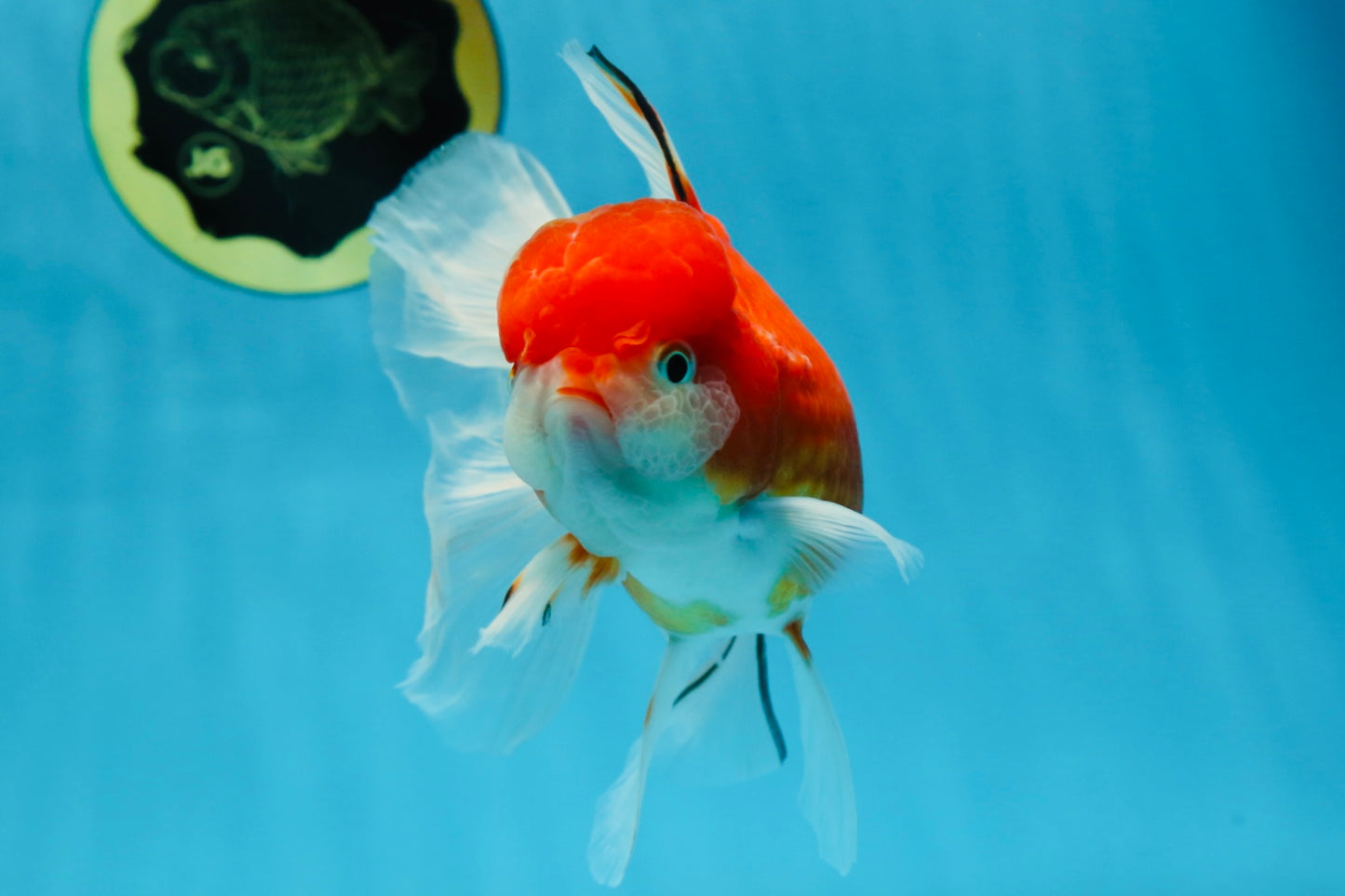 A Grade Sakura Oranda Female 5.5  inches #071125OR_09