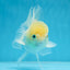 A Grade BEAUTIFUL White Oranda Male 5 inches #072525OR_14