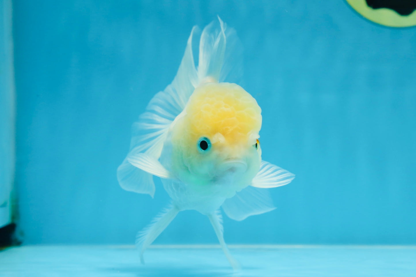 A Grade BEAUTIFUL White Oranda Male 5 inches #072525OR_14