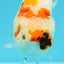 A Grade Chonky Egg Shape Tricolor Sakura Ranchu 5.5 inches #0531RC_04