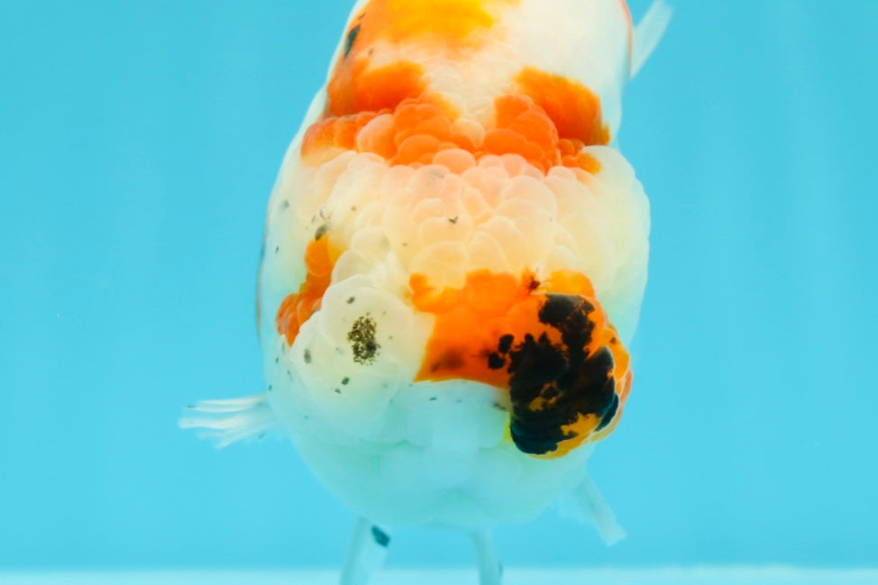 A Grade Chonky Egg Shape Tricolor Sakura Ranchu 5.5 inches #0531RC_04