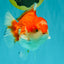 CHUBBY AAA Grade Red White Yuanbao Male 5.5 inches #050826YB_07