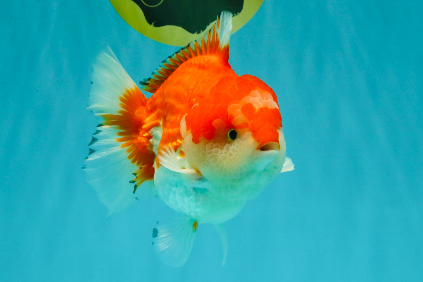CHUBBY AAA Grade Red White Yuanbao Male 5.5 inches #050826YB_07