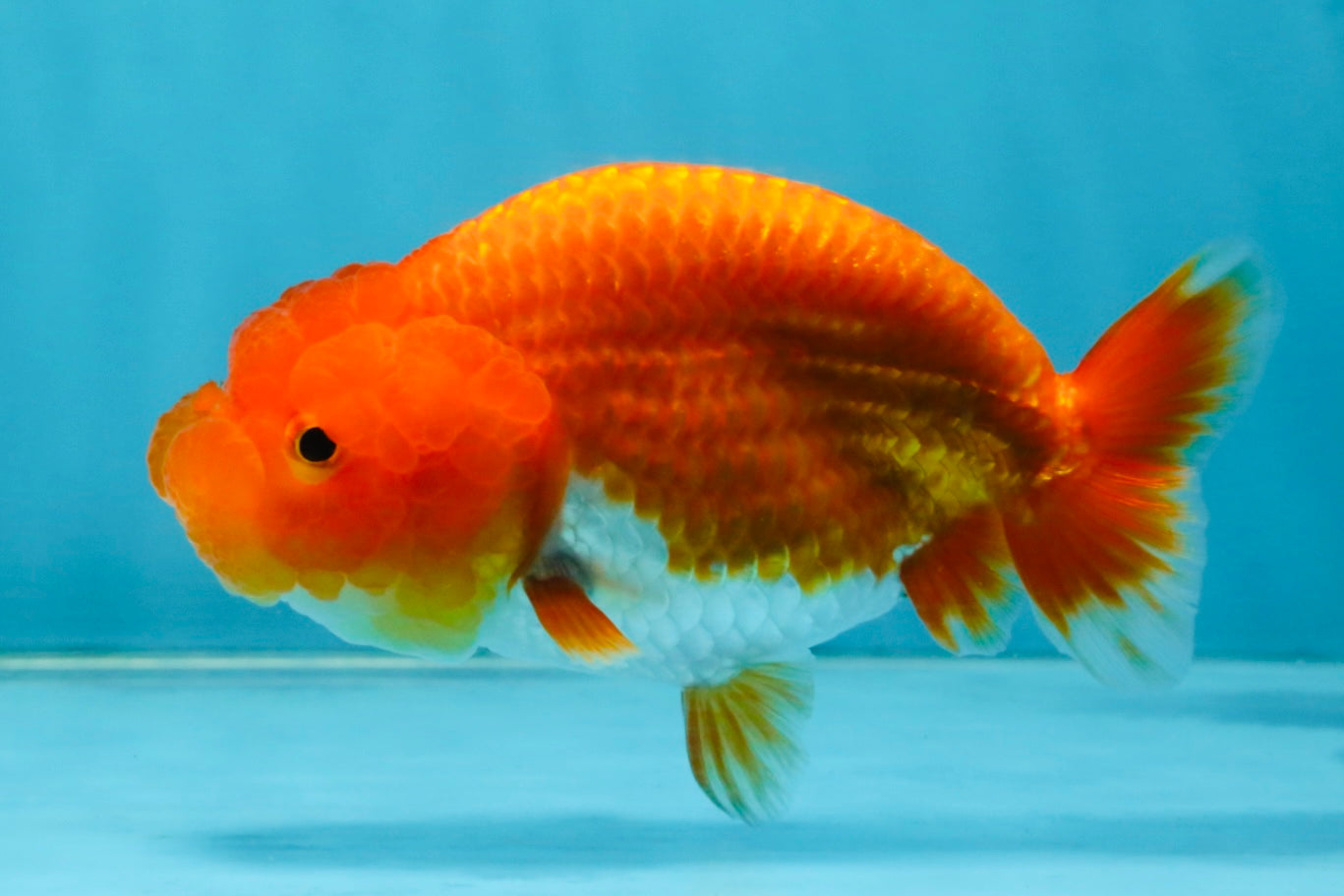 CHUBBY A Grade Red White LionQueen 4.5 inches #120525LC_14