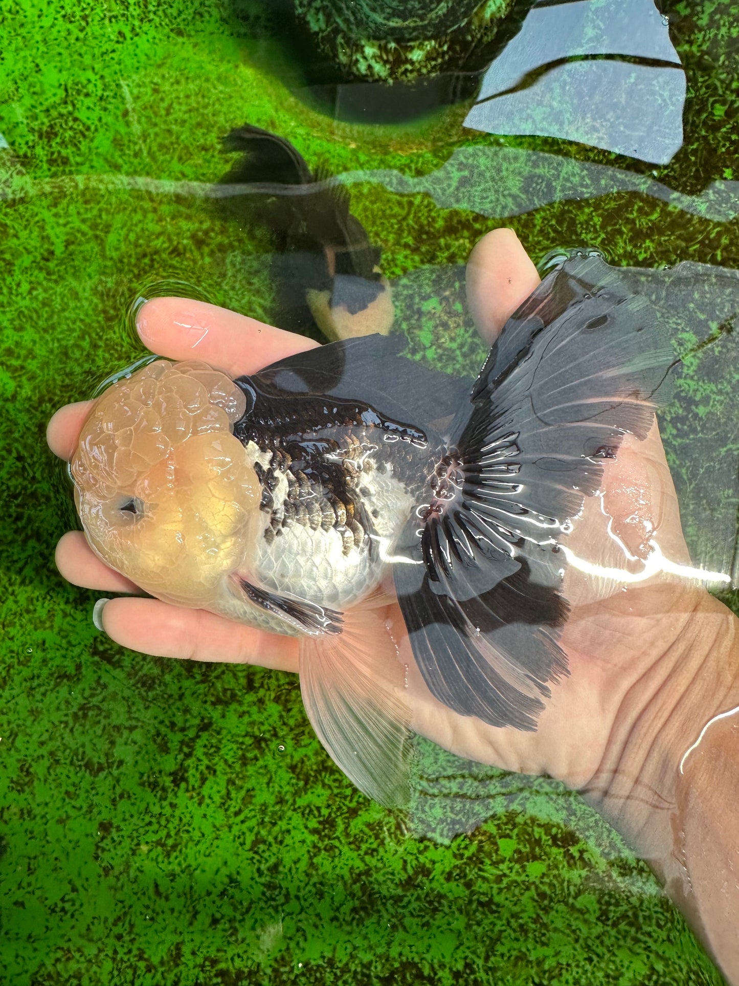 AAA Grade Lemonhead Panda Button Eyes Oranda Male 5.5-6 inches #1011OR_02