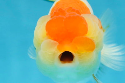 AAA Grade Young Red White Kohaku LionQueen 4 inches #101025LC_09